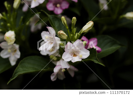 Deutzia gracilis Deutzia gracilis 111370172