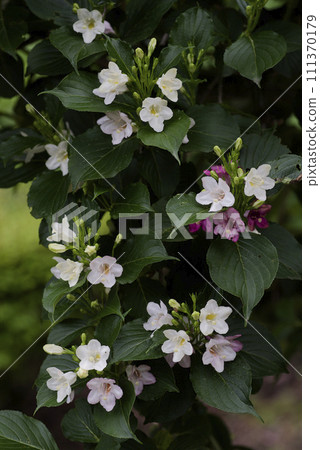 Deutzia gracilis Deutzia gracilis 111370179