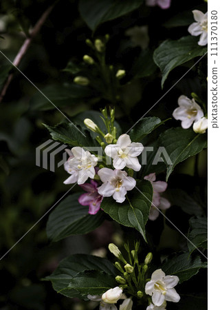 博克斯爾夫 博克斯爾夫 111370180