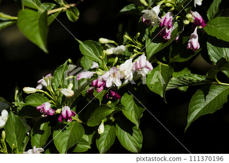 博克斯爾夫 博克斯爾夫 111370196