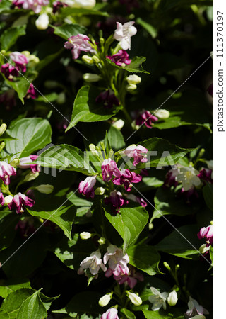 博克斯爾夫 111370197