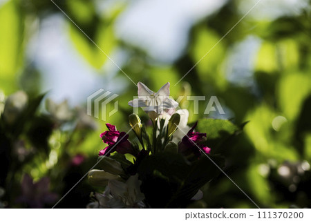 博克斯爾夫 111370200