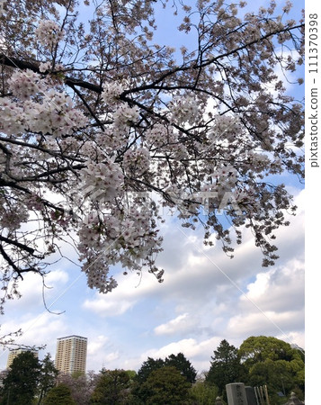 Cherry blossoms at Yanaka Cemetery Cherry blossoms at Yanaka Cemetery 111370398