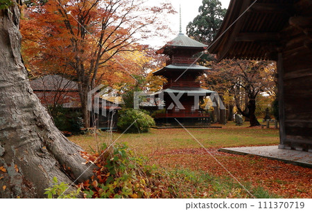 Autumn leaves and three-storied pagoda in the shrine grounds Autumn leaves and three-storied pagoda in the shrine grounds 111370719