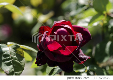 Red Rose 111370870