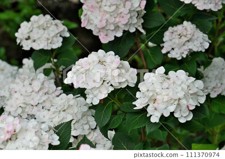 淡粉紅色繡球花（夏季，六月） 111370974