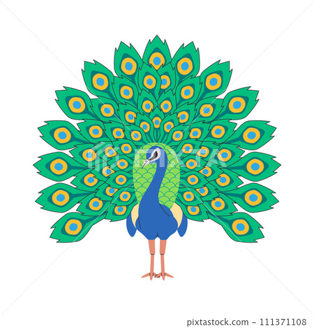 indian peafowl bird nature animal with open showing beautiful body adornment elegant tail pretty feather 111371108