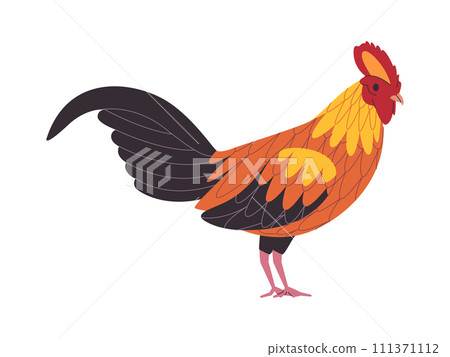 colorful rooster chicken wild nature poultry farm domestic animal agriculture wildlife 111371112