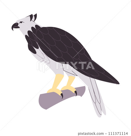 black and white color harpy eagle wild nature bird hunter predator carnivore strong animal black and white color harpy eagle wild nature bird hunter predator carnivore strong animal 111371114