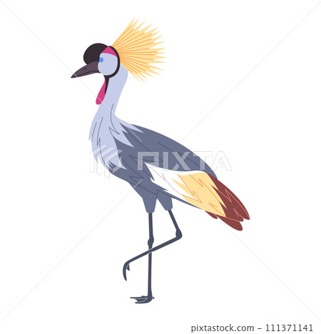 grey crowned crane wild nature animal have tall leg and crested head beautiful feather 111371141