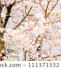 Cherry tree in full bloom 111371332