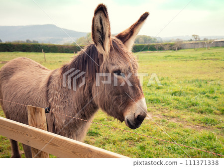 Donkey portrait on the farm near the fence 111371338