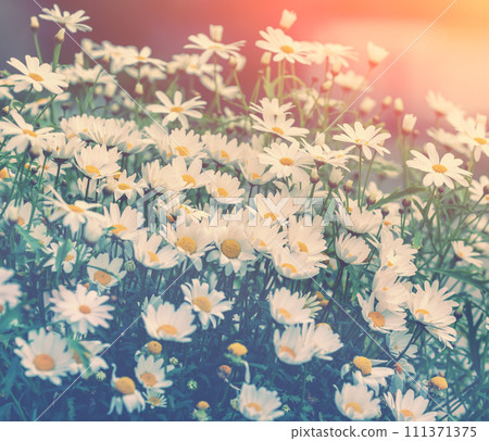 Vintage chamomile flowers.  Beautiful nature background. Matricaria chamomilla. Summertime background 111371375