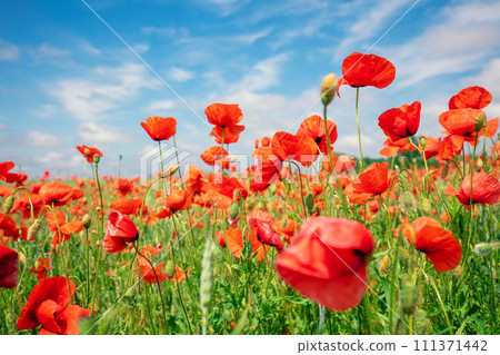 Blossoming Poppies (papaver) field. Wild poppies against blue sky. Flower nature background 111371442