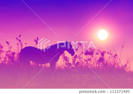 Silhouette of a horse on the meadow at sunset. Gradient color. Silhouette of a horse on the meadow at sunset. Gradient color. 111371495