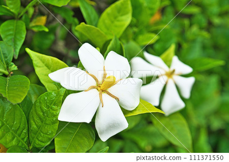 White gardenia flowers (summer, June) 111371550
