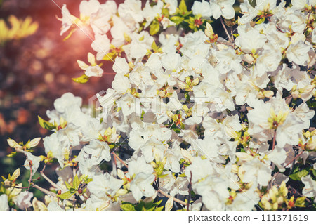 Rhododendron flowers in the garden on a sunny day 111371619