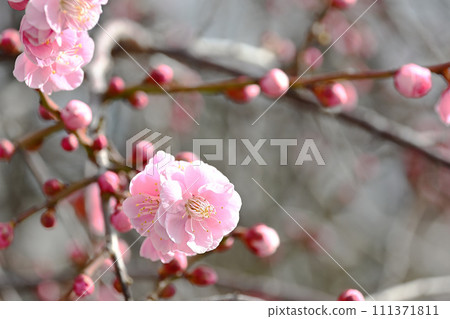 Weeping plum Weeping plum 111371811