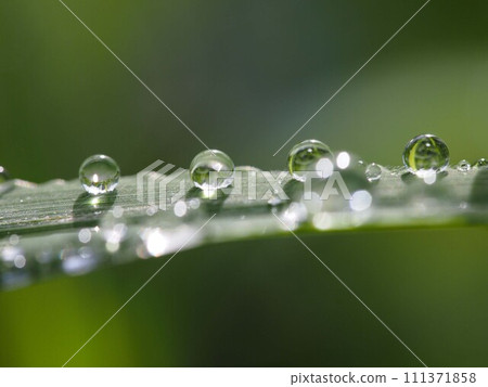 牛筋草葉子上的圓點（雨滴反射早晨的陽光和背景） 111371858