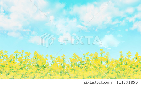油菜花田藍天風景16:9 111371859