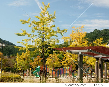 秋季神田公園'23(黃色的銀杏樹、遊樂設施和樹木) 秋季神田公園'23(黃色的銀杏樹、遊樂設施和樹木) 111371860