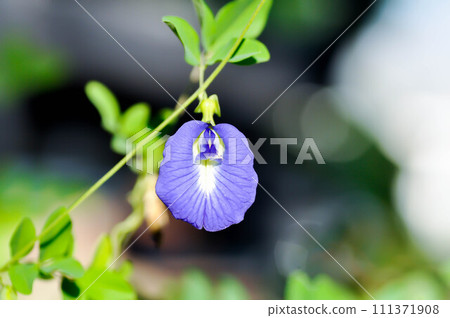 butterfly pea , blue pea flower or Clitoria ternatea L butterfly pea , blue pea flower or Clitoria ternatea L 111371908