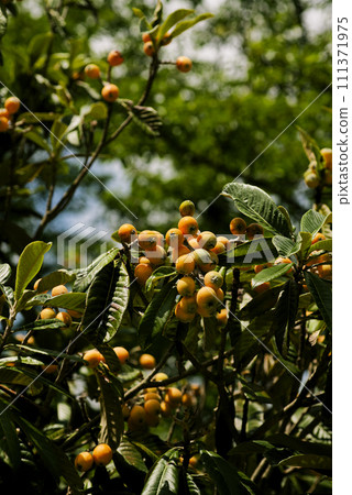 Loquat 111371975