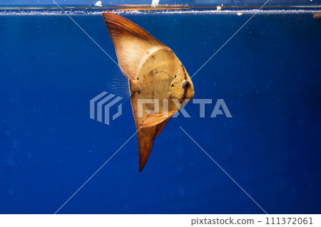 Orbic fish 111372061