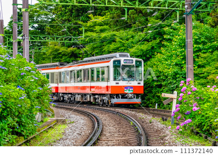 箱根登山鐵道伯爾尼納穿過繡球花 111372140