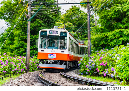 箱根登山鐵道伯爾尼納穿過繡球花 111372141