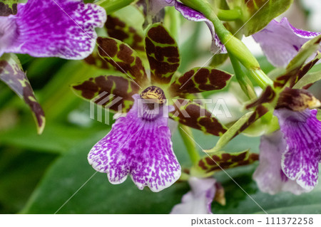 Beautiful orchids live plant purple and red  111372258