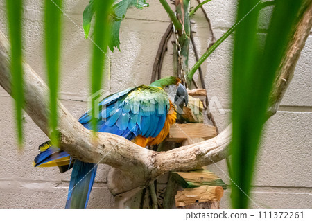 Parakeet perched on branch in zoo exhibit Parakeet perched on branch in zoo exhibit 111372261