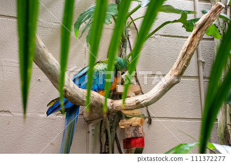 Parakeet perched on branch in zoo exhibit Parakeet perched on branch in zoo exhibit 111372277