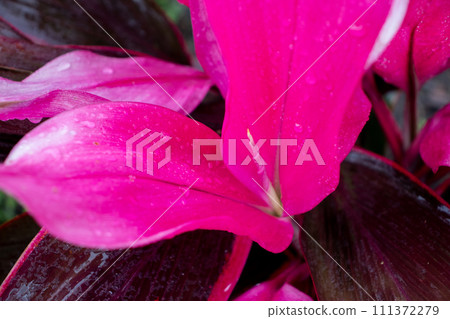 Bright Pinkish red Cordyline plant fruticosa close up  111372279