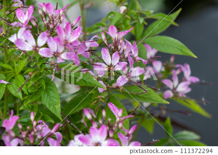 Beautiful full Blooming pinkish purple flowers on plant 111372294