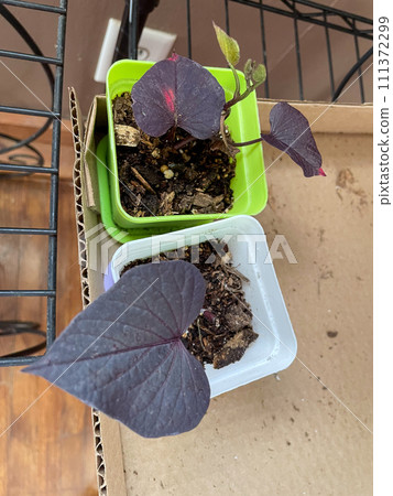 Starter Purple Heart shaped leaved Potato vine plands 111372299