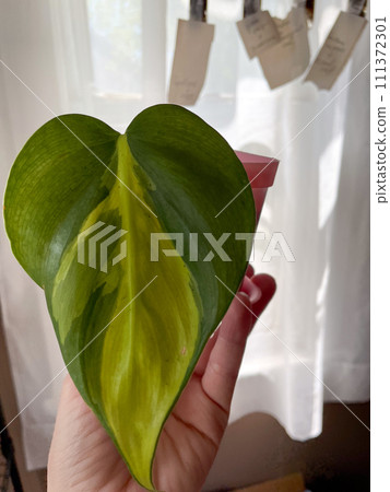Philodendron brasil plant leaf close up green and yellow Philodendron brasil plant leaf close up green and yellow 111372301
