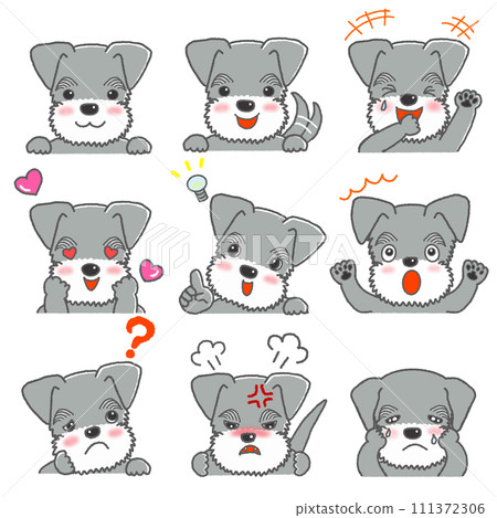 A set of various expressions of miniature schnauzer A set of various expressions of miniature schnauzer 111372306