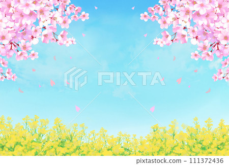 櫻花和油菜花田風景 111372436