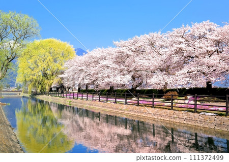 Cherry blossom trees at Jigaseki Bicycle Square Cherry blossom trees at Jigaseki Bicycle Square 111372499