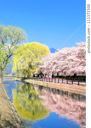 吉關自行車廣場的櫻花樹 111372500