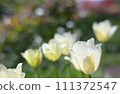 白色的鬱金香一朵朵盛開 111372547