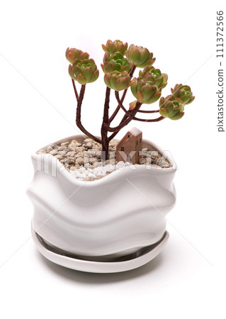 Potted Aeonium succulent house plant in white ceramic pot on white background 111372566