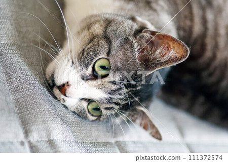 Hachiware mackerel tabby cat lying on the mat Hachiware mackerel tabby cat lying on the mat 111372574