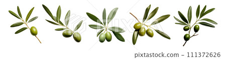 Olive leaves vector set isolated on white background 111372626