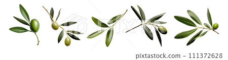 Olive leaves vector set isolated on white background Olive leaves vector set isolated on white background 111372628