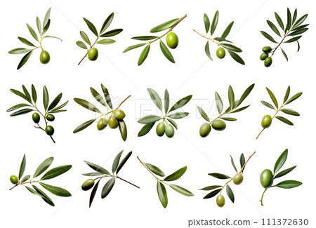 Olive leaves vector set isolated on white background Olive leaves vector set isolated on white background 111372630