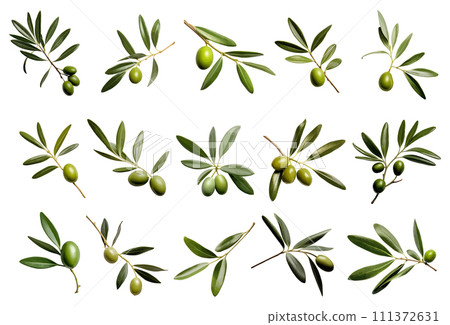 Olive leaves vector set isolated on white background Olive leaves vector set isolated on white background 111372631
