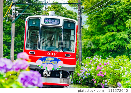 箱根登山鐵道 繡球花列車（大平台附近） 111372640