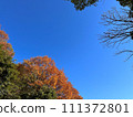 秋冬季晴朗的天空和紅葉的樹木 111372801